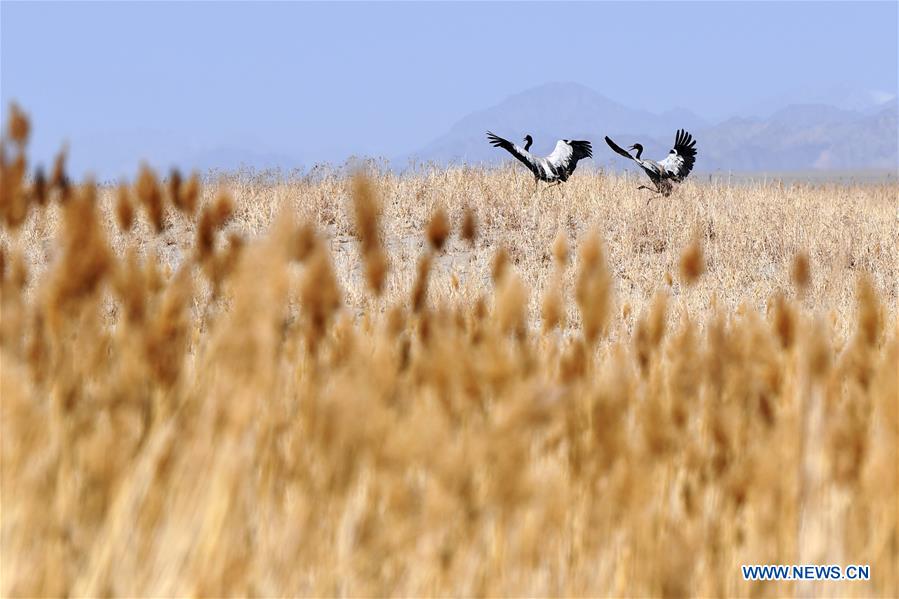 XINHUA PHOTOS OF THE DAY