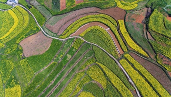 In pics: aerial photos of cole flowers in SW China's Guizhou