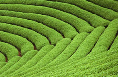 土壤修復(fù)將開啟萬億投資規(guī)模