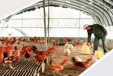 劉永好潘剛解讀家庭農(nóng)場(chǎng)模式:非養(yǎng)殖大戶升級(jí)版