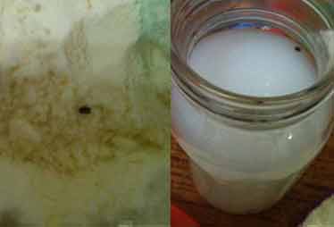 多美滋一包奶粉發(fā)現四只蟲 客服稱退貨難度大