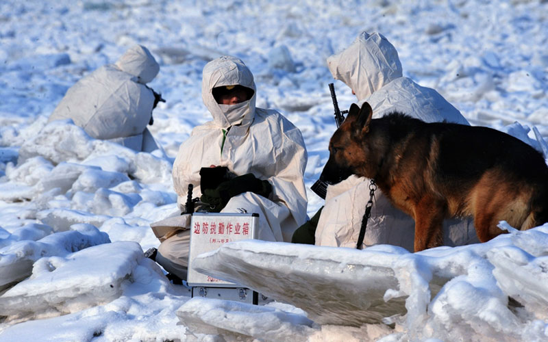 馮凱旋作品:無言的“戰友”