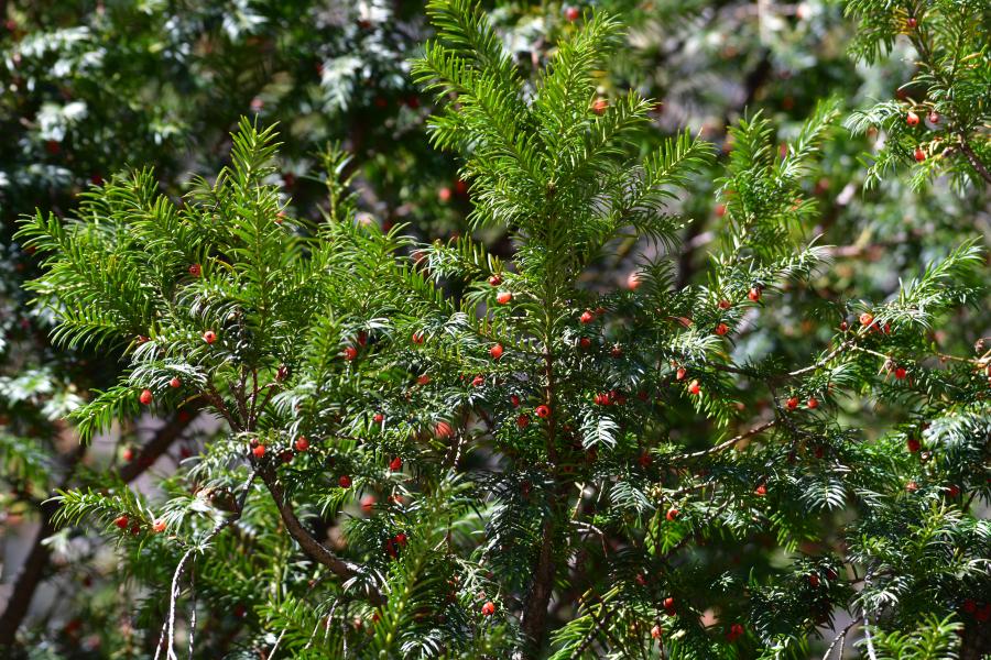 時(shí)隔40多年,我國(guó)再度發(fā)現(xiàn)珍稀瀕危植物密葉紅豆杉種群