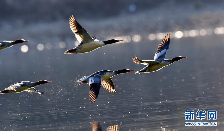 （環境）（1）江西婺源：星江河上鴨嬉戲
