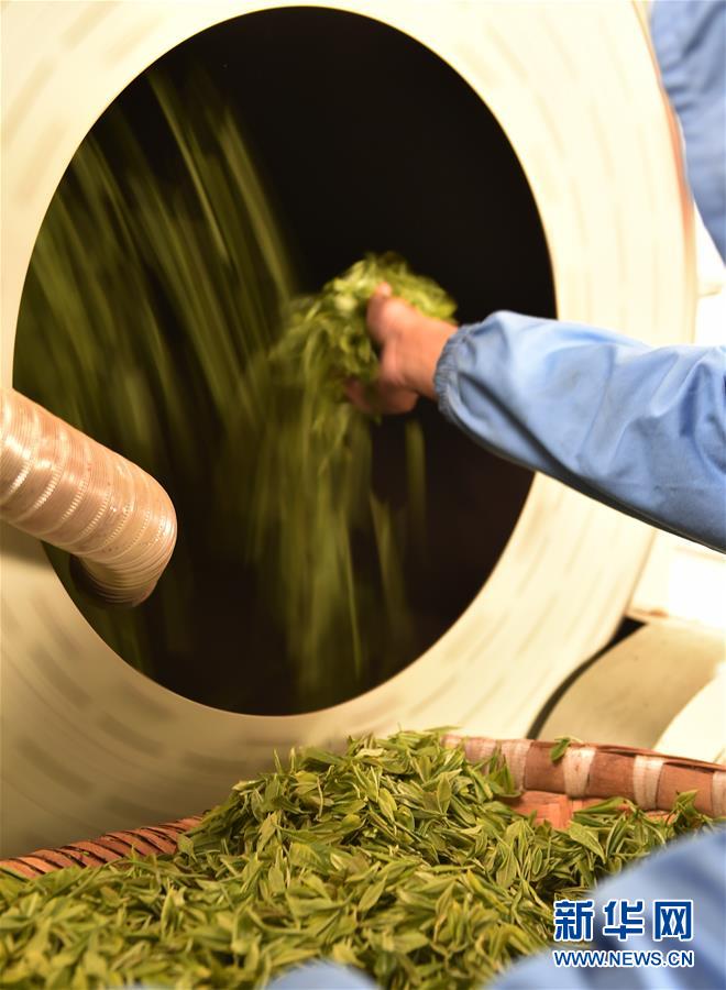 （經濟）（4） 西藏墨脫：茶業變成致富&ldquo;金葉&rdquo;