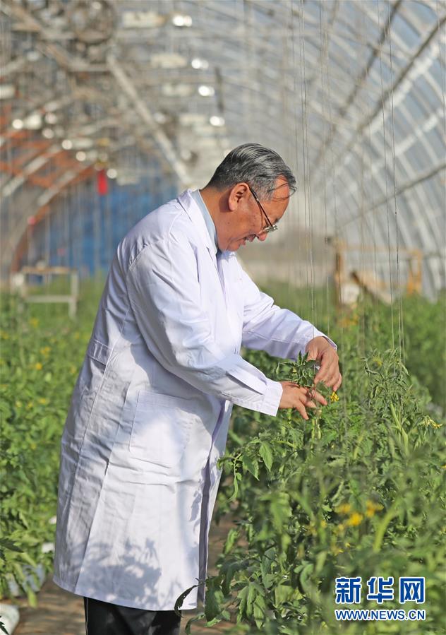 （新華全媒頭條&middot;圖文互動(dòng)）（3）和蔬菜&ldquo;說(shuō)話&rdquo;的人&mdash;&mdash;中國(guó)工程院院士李天來(lái)的&ldquo;棚菜人生&rdquo;