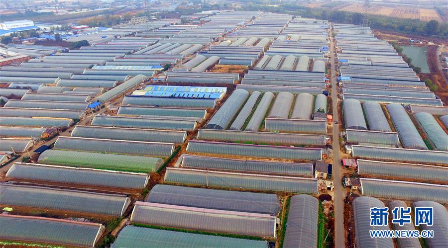 （新華全媒頭條&middot;圖文互動(dòng)）（4）和蔬菜&ldquo;說(shuō)話&rdquo;的人&mdash;&mdash;中國(guó)工程院院士李天來(lái)的&ldquo;棚菜人生&rdquo;