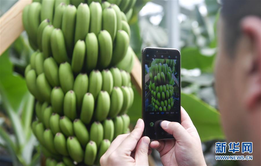 （在習(xí)近平新時(shí)代中國特色社會主義思想指引下&mdash;&mdash;新時(shí)代新作為新篇章&middot;圖文互動）（1）吉林萬昌現(xiàn)代農(nóng)業(yè)發(fā)展先導(dǎo)區(qū)&ldquo;三變&rdquo; 