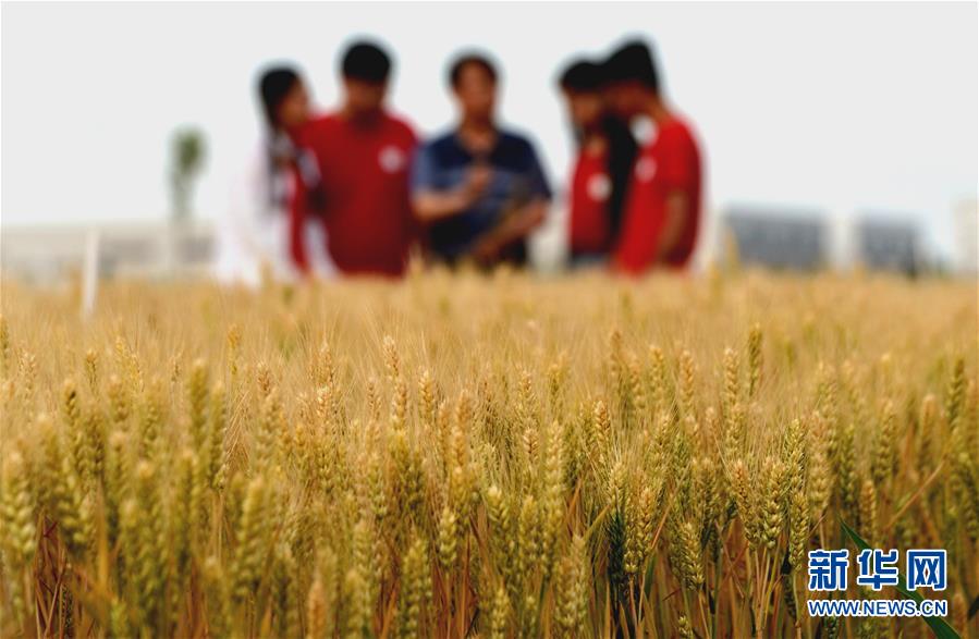 （在習(xí)近平新時(shí)代中國(guó)特色社會(huì)主義思想指引下&mdash;&mdash;新時(shí)代新作為新篇章&middot;總書(shū)記關(guān)心的百姓身邊事&middot;圖文互動(dòng)）（2）&ldquo;農(nóng)&rdquo;字頭照樣&ldquo;大&rdquo;作為&mdash;&mdash;豐收時(shí)節(jié)看涉農(nóng)高校人才在希望的田野