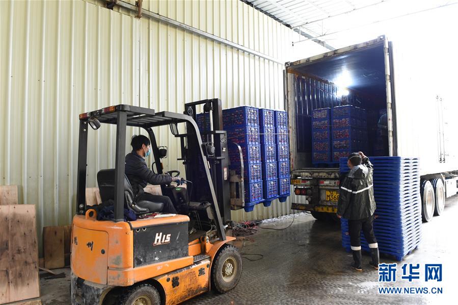 （圖文互動）（9）與疫情抗?fàn)?與春光同行&mdash;&mdash;廣西農(nóng)村春耕備耕一線觀察