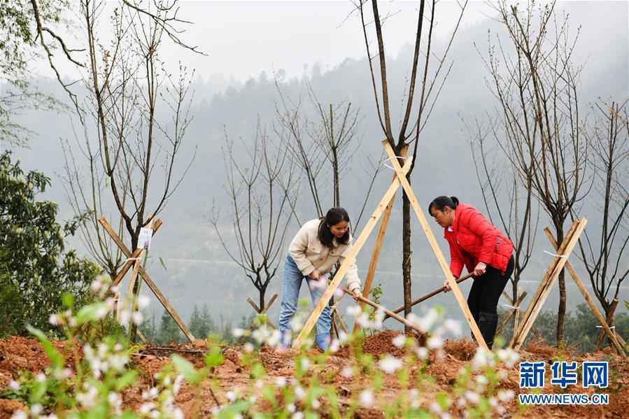 （決戰(zhàn)決勝脫貧攻堅&middot;圖文互動）政府種樹到農家 培花育果再出發(fā)