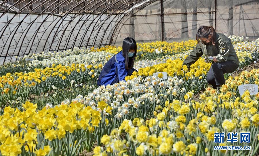 （圖文互動）（6）這座小城，鐫刻下怎樣的&ldquo;世園印記&rdquo;&mdash;&mdash;北京世園會開園一周年探訪延慶