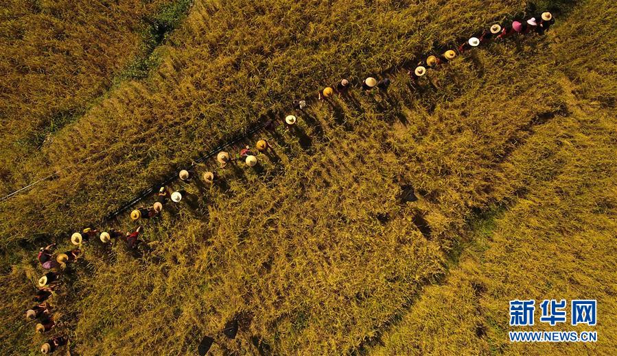 （走向我們的小康生活&middot;圖文互動）（2）黎苗山鄉種養&ldquo;老行當&rdquo;擦亮&ldquo;綠色牌&rdquo;