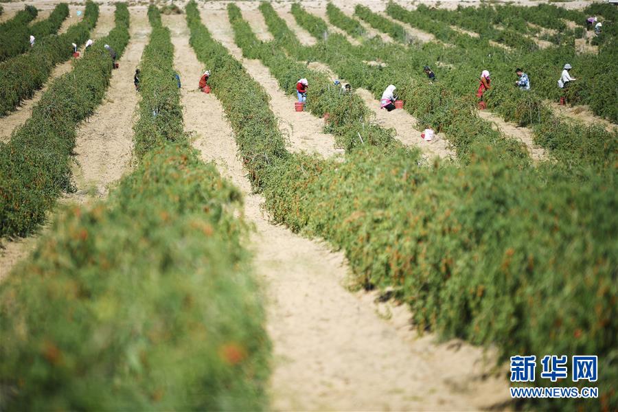 (新華全媒頭條·走向我們的小康生活·圖文互動(dòng))(7)23萬人的命運(yùn)轉(zhuǎn)折——我國(guó)最大易地生態(tài)移民安置區(qū)的脫貧密碼