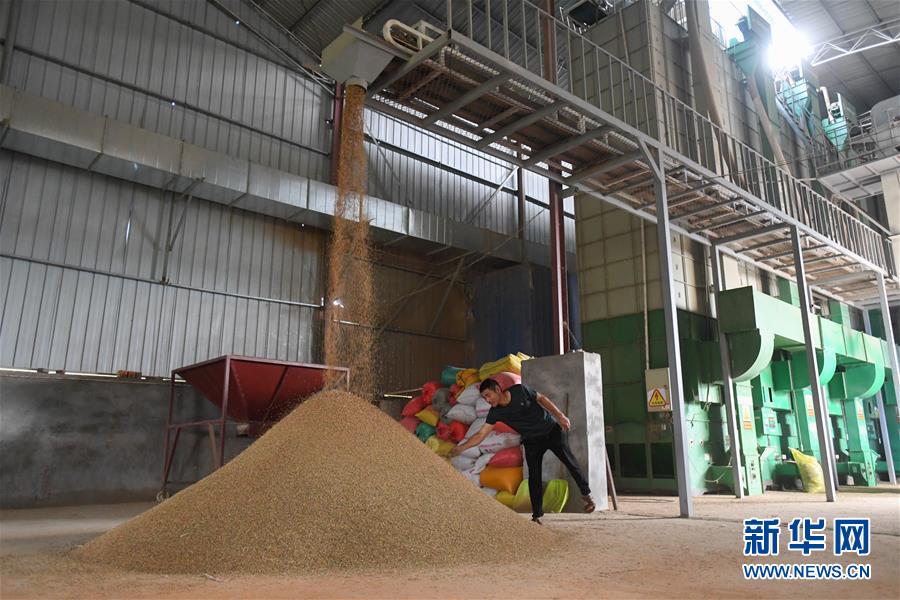 （新華視點(diǎn)&middot;聚焦餐桌外的浪費(fèi)&middot;圖文互動(dòng)）（1）農(nóng)戶(hù)儲(chǔ)糧損失達(dá)8%！設(shè)施普遍簡(jiǎn)陋，蟲(chóng)害霉變堪憂(yōu)