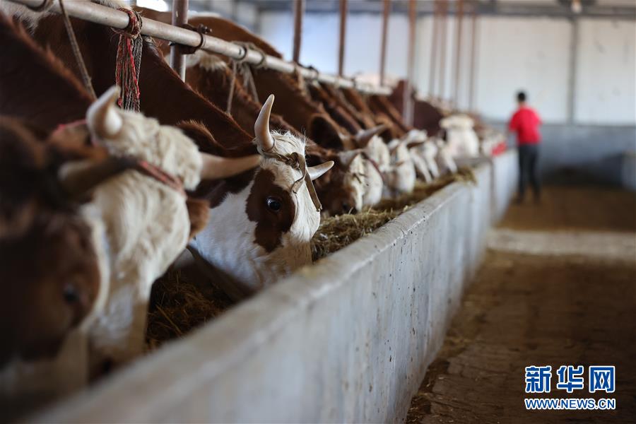 （決戰決勝脫貧攻堅&middot;圖文互動）（3）再戰&ldquo;北大倉&rdquo;