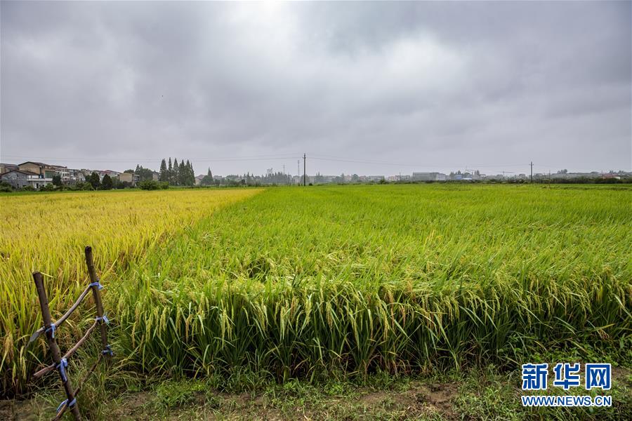(中國(guó)農(nóng)民豐收節(jié)·圖文互動(dòng))(2)“洞庭米王”豐收心曲:粒粒辛苦方有“一粥一飯”