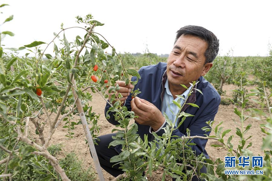 (全面建成小康社會“百城千縣萬村調研行”·圖文互動)(1)寧夏華寺村:做活“土”文章 村民享小康