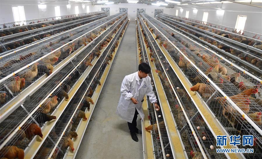 （新華全媒頭條&middot;圖文互動）（10）決戰千山萬弄間&mdash;&mdash;廣西&ldquo;極貧角落&rdquo;最后攻堅記