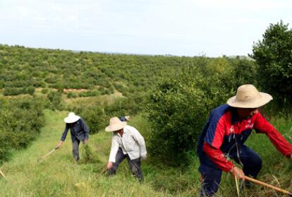 &ldquo;一畝油茶百斤油，又娶媳婦又蓋樓&rdquo;&mdash;&mdash;河南光山走上生態富民路