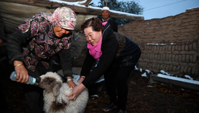 脫貧路上&ldquo;她&rdquo;力量：旱塬上飛來&ldquo;海燕&rdquo;