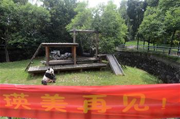 大熊貓&ldquo;瑛美&rdquo;告別揚州回家鄉四川