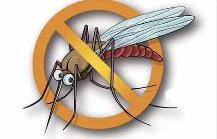 夏季，常見蚊蟲如何應對