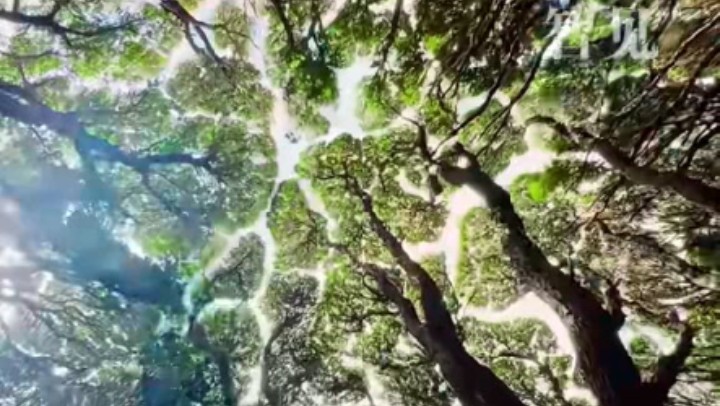 樹木為何會相互“禮讓”？