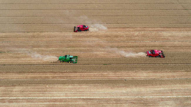【&ldquo;飛閱&rdquo;中國】黃河兩岸，麥浪翻滾遍地金