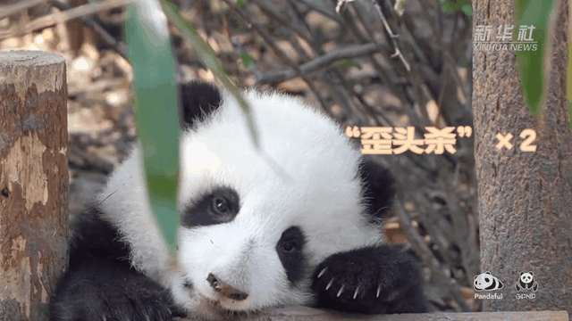 請注意，前方有滾滾發起近距離&ldquo;歪頭殺&rdquo;