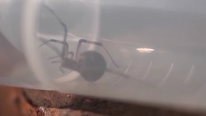 南通海關截獲活體劇毒&ldquo;寡婦蛛&rdquo;