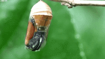 云南金平：上億只蝴蝶&ldquo;寶寶&rdquo;將羽化成蝶