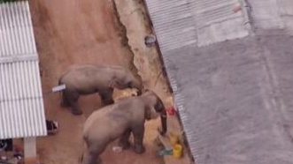 圈粉無(wú)數(shù)的&ldquo;大象旅行團(tuán)&rdquo;走到哪兒了？