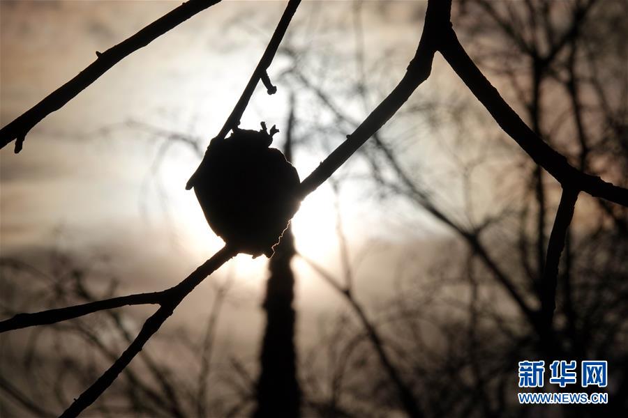 (國際·圖文互動)(10)一場山火,讓這個冬天格外冷——探訪美國加州山火災區