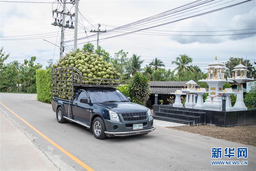 (第三屆進(jìn)博會(huì)·圖文互動(dòng))(1)通訊:椰香飄進(jìn)進(jìn)博會(huì) 市場(chǎng)開(kāi)放共繁榮——一名泰國(guó)椰商的心聲