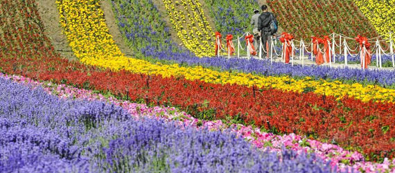 中國&ldquo;普羅旺斯&rdquo;：在新絲綢之路上散發芳香