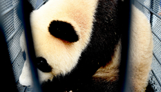 熊貓姐妹花&ldquo;落戶&rdquo;吉林長春