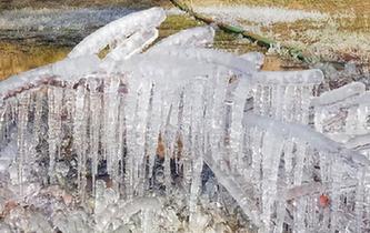 甘肅肅南現(xiàn)冰掛景觀 樹木&ldquo;冰封&rdquo;宛如玉樹瓊花