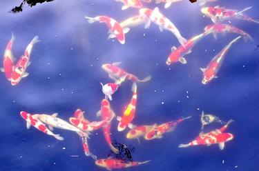 小錦鯉&ldquo;游&rdquo;出大產業