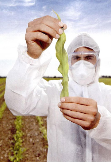 轉(zhuǎn)基因&ldquo;轉(zhuǎn)&rdquo;的是什么？