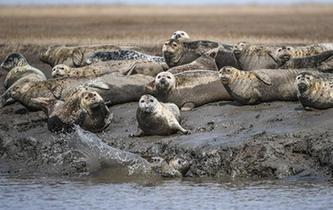 斑海豹洄游棲息遼河入?？? />  
<div>斑海豹洄游棲息遼河入?？?/div>
</a> 
</div>
<div   id=