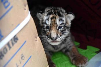 虎寶寶&ldquo;幼兒園&rdquo;：奶瓶隔尿墊一樣都不能少