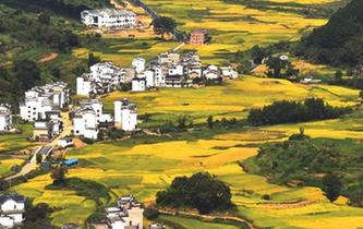 &ldquo;最美鄉村&rdquo;豐收圖美如畫卷
